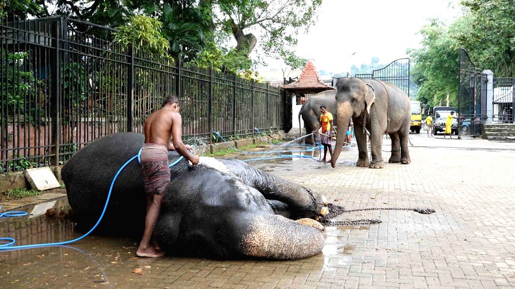 Living with Giants: The Story of Elephants in Sri Lanka